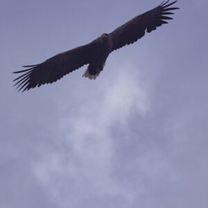 Aquila 38