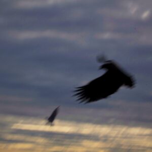 Aquila 1