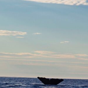 Balena 2