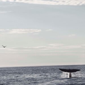 Balena 5